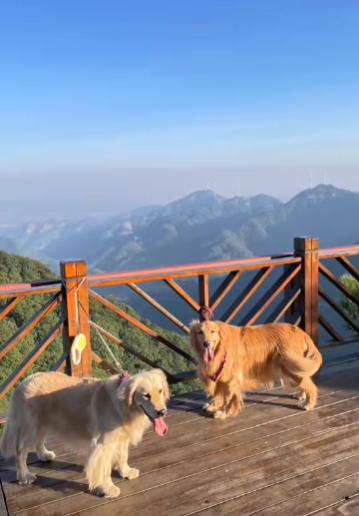 狗狗说我想去爬山啦！快带上你家宝贝来六万大山兜风吧