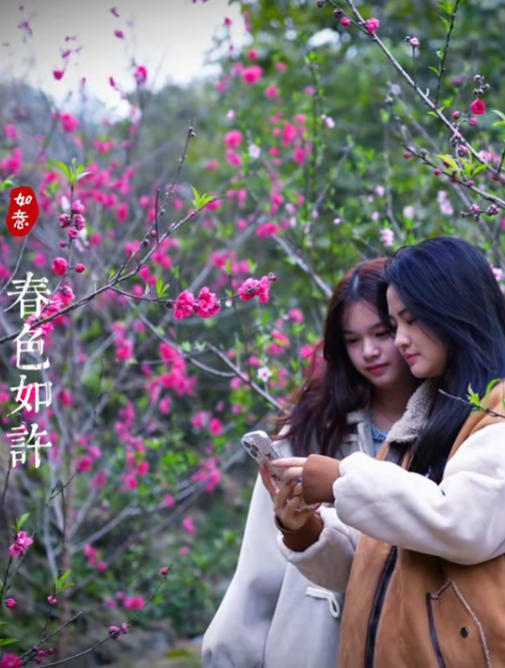 春日赏花，桃你欢心~ 六万大山森林公园康养大道，偶遇一片桃花林🌲